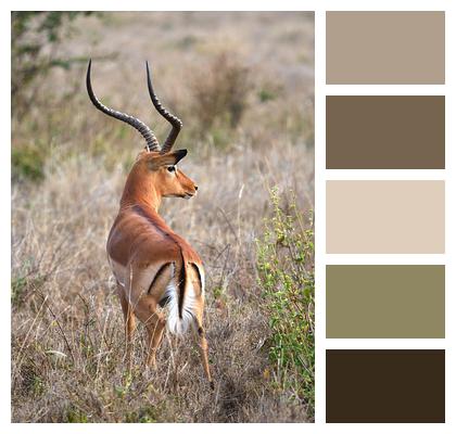 Grant'S Gazelle Animal Mammal Image